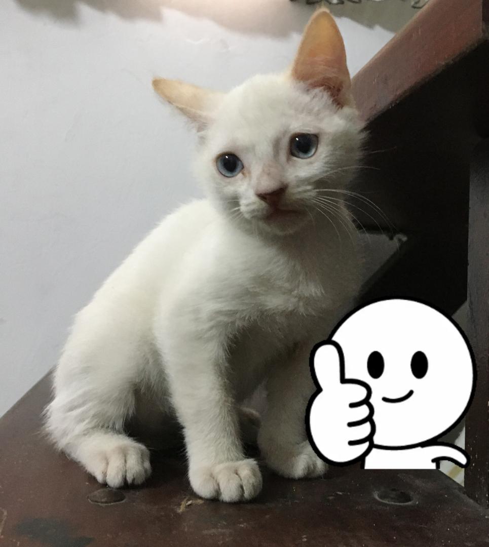 apoyocanino's tweet photo. A este precioso bebé lo abandonaron en Caracas, Prado de María, dentro de un saco de escombros cerrado y echado a una pila de basura. Por fortuna lo rescatamos, ya está castrado y listo para tener una segunda #oportunidad
Te animas a adoptarlo? Es un encanto
Contacto 04169398378 https://t.co/IKyxdy2DPv
