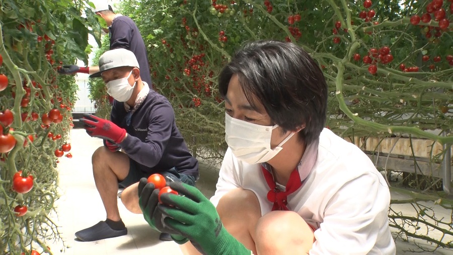 今夜6時は 今回は東京都練馬区でトマトを学びます!