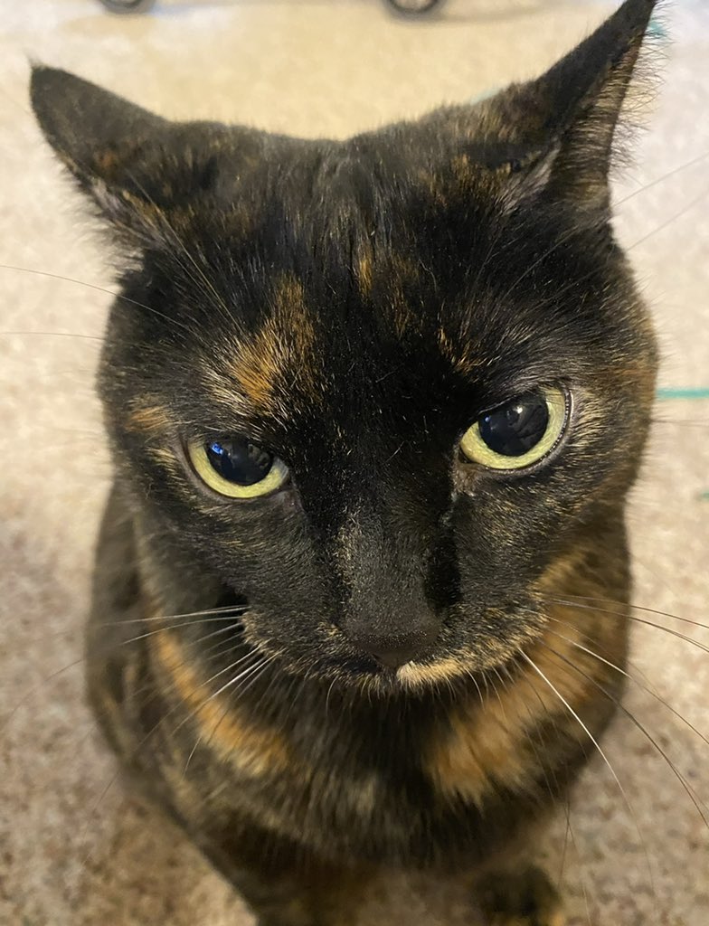 HappyDee's tweet photo. #catsjudgingthesupremecourt https://t.co/4O0Cbp3fUF