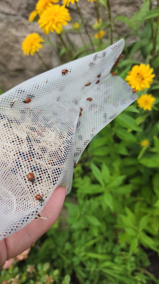 delightfulgarde's tweet photo. Lady bugs, being released in our garden, praying mantis egg hatched and other visitors! https://t.co/SoKd9jBc5v