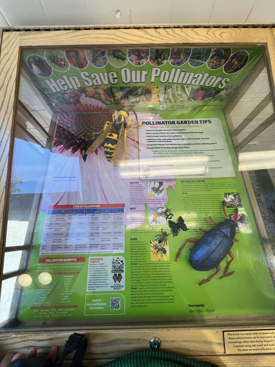 As I stepped up to take a picture of this delightful ‘Save the Pollinators’ display at a highway rest stop in Illinois, a stranger said to me, ‘You are taking a picture of that nasty thing?!’ 

👆🏼Exactly why we need these displays all around!!

#PlantNative #AdvocateForInsects