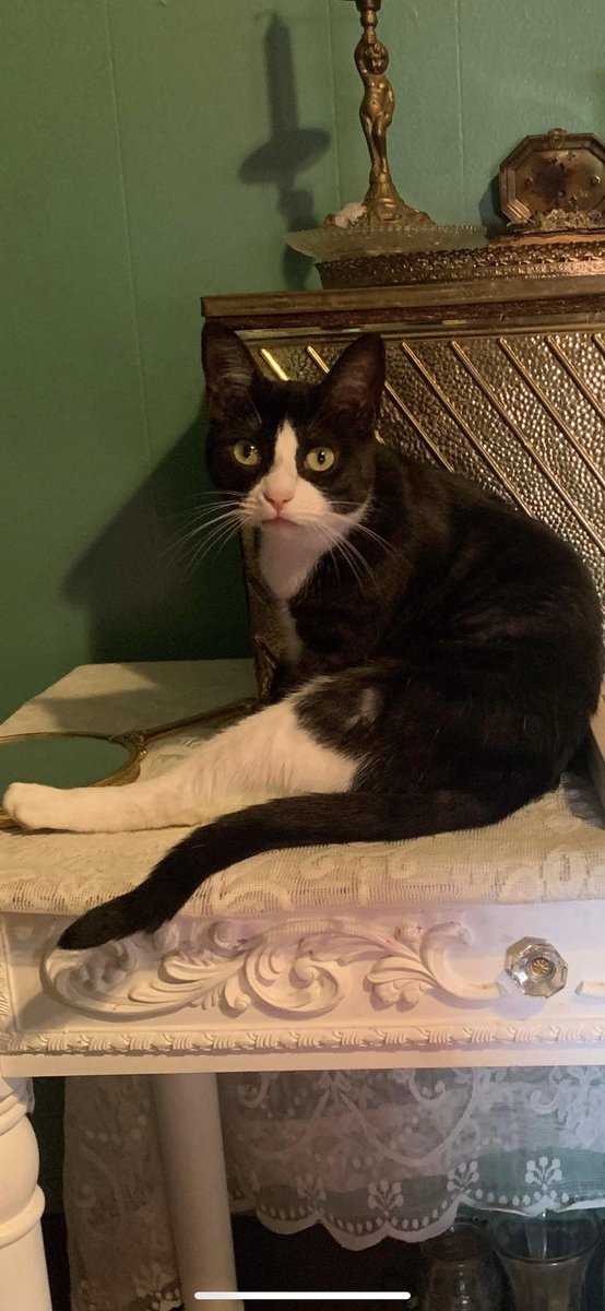 fuckingwizarddd's tweet photo. I absolutely adore my cat but why does she look like @steve_buscemii https://t.co/UTu5eWUBbq