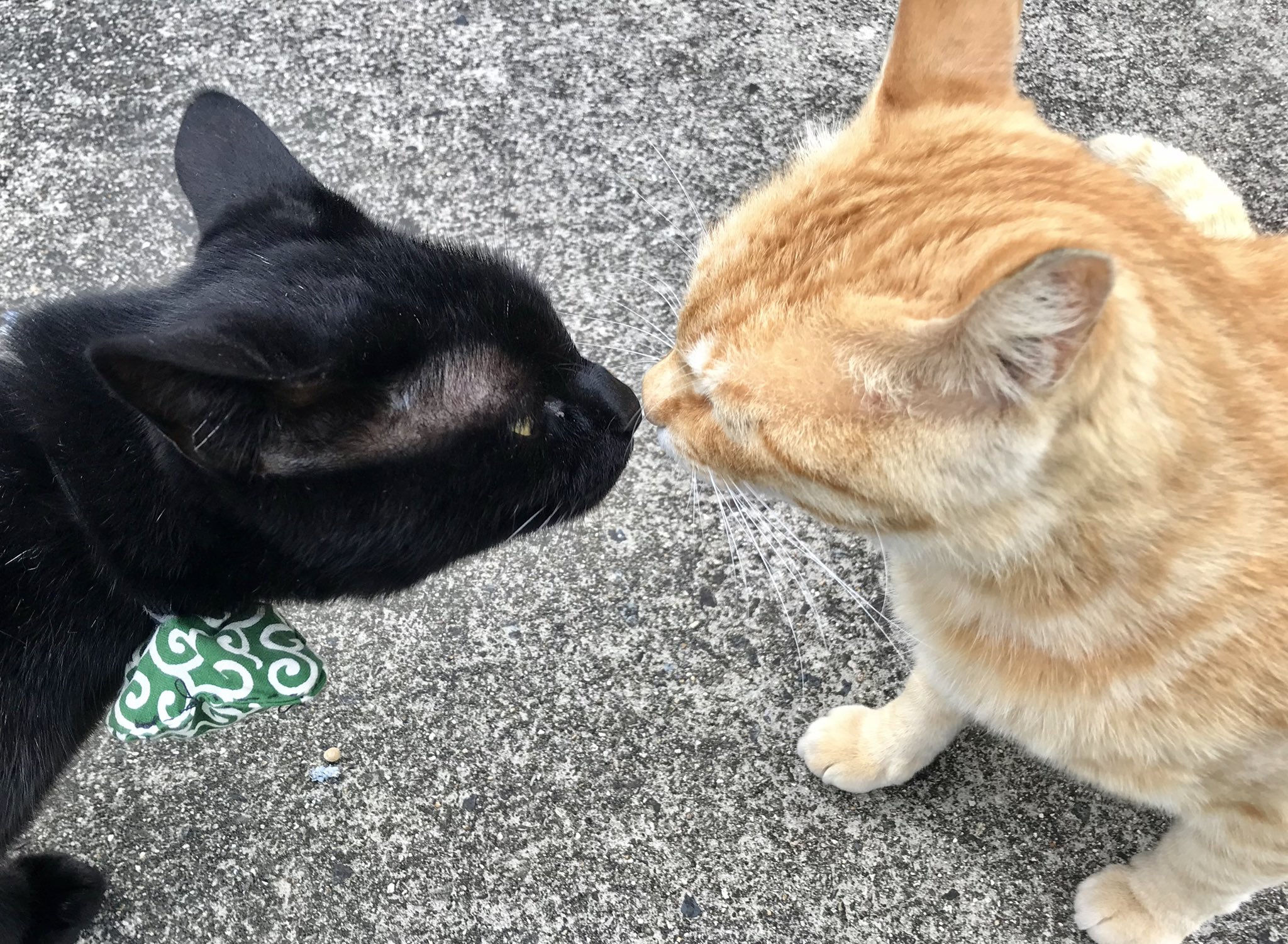 尾道市立美術館 時をかける猫猫0 Cats Who Leapt Through Time Ken Go ちょうど 4年前 鼻キスをするほどの仲になってましたニャ 尾道市立美術館 尾道 猫 Cat T Co Ym7rsudrki Twitter