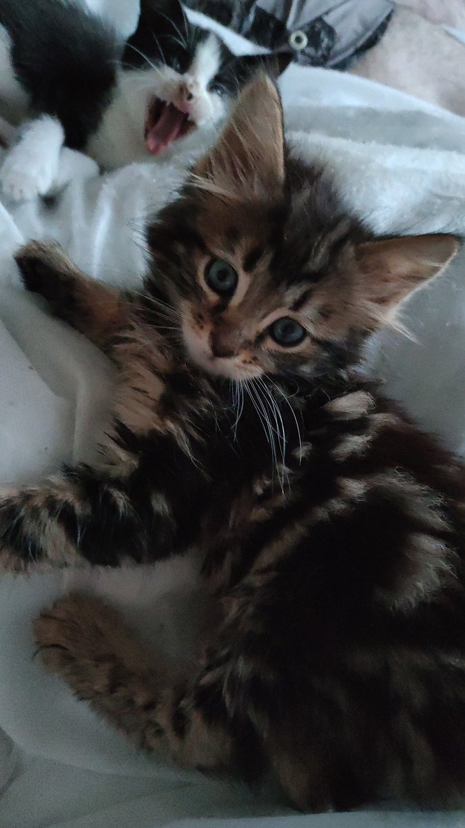 I'm just chilling...#kitten #tabbykitten #tabbycat #kittensoftwitter #kittenontwitter #kittyloaf #2022kitten #tabbytroupe #tabbycay