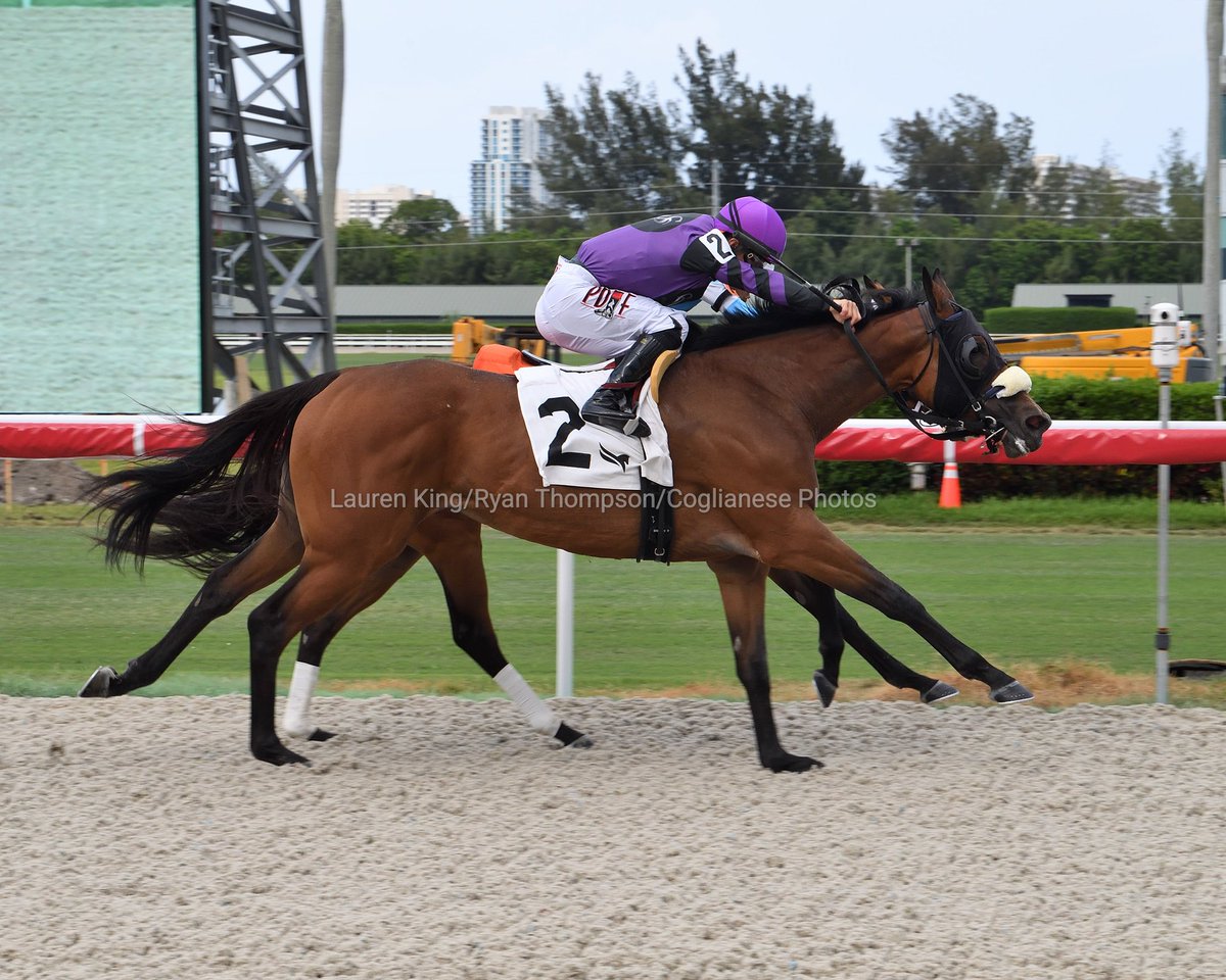 videohipico's tweet photo. Kate's Kingdom embiste con mucha fuerza para ganar el Powder Break Stakes, condujo Junior Alvarado @JuniorandKellyA, presentó Armando De La Cerda, y propiedas de Stephen Screnci. #GulfstreamPark #RoyalPalmMeet https://t.co/bNcuM9IwTV