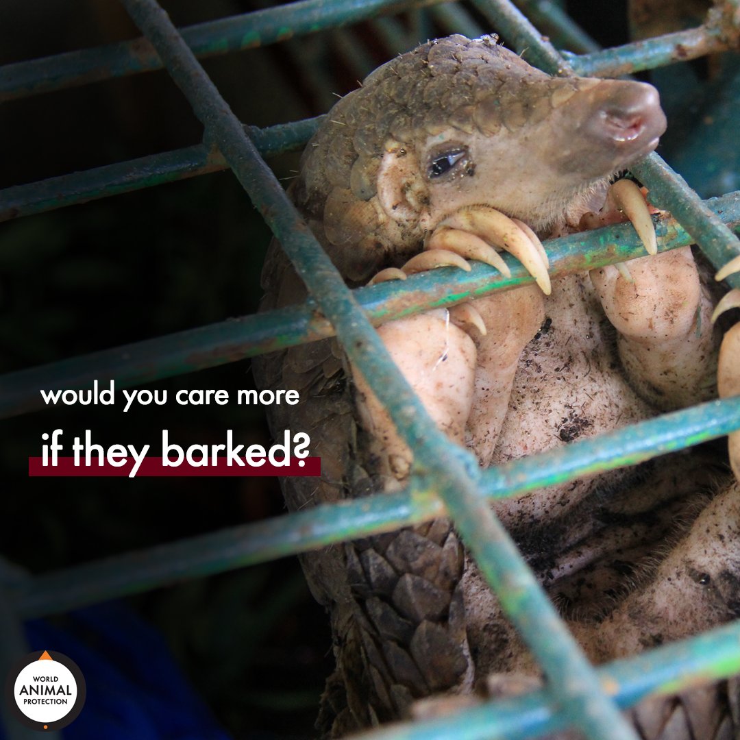 MoveTheWorldUS's tweet photo. Would you care more about pangolins if they barked? 💔 https://t.co/QbannI1T9J
