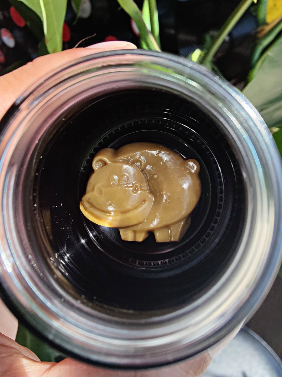 ProjectReleaf's tweet photo. Yeah we all know how there's hungry hippos, but have you ever seen a HASHY Hippo?! 🦛🍯#5GramsofHashRosin #GetMedicated #ComeSeeUs #Hashimals #ProjectReleaf https://t.co/xMQgLZsAWk