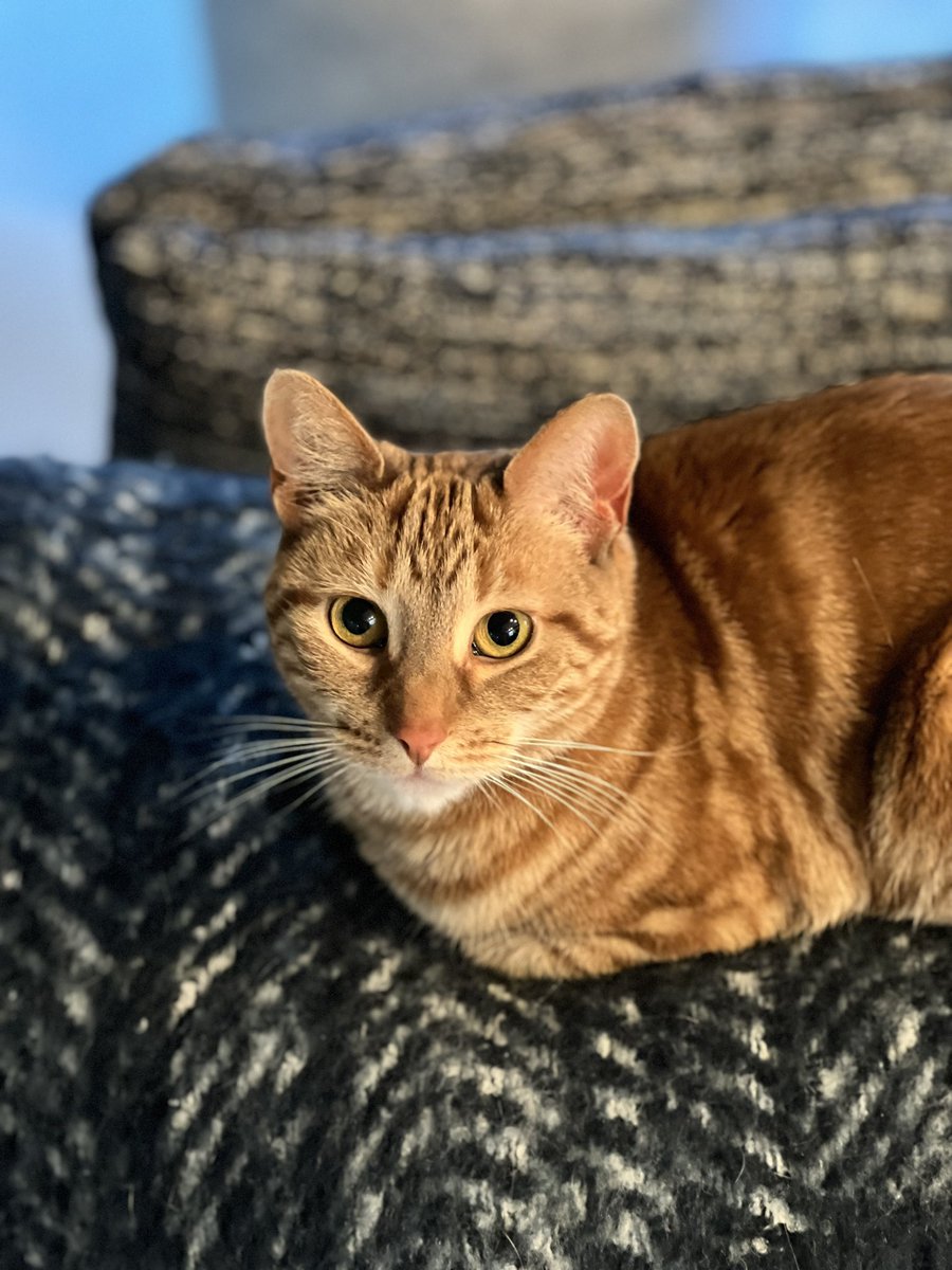 dcampeas's tweet photo. Honey thinks that SCOTUS needs their litter boxes cleaned out. #catsjudgingthesupremecourt https://t.co/3kXqu3RPxj
