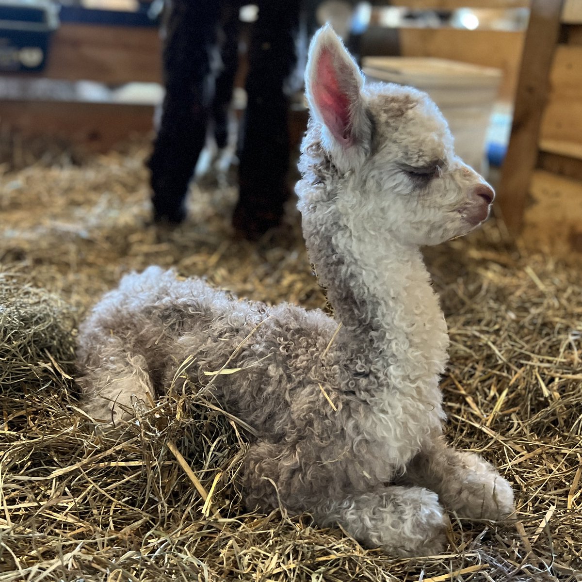 Rebecca Gill tweet media