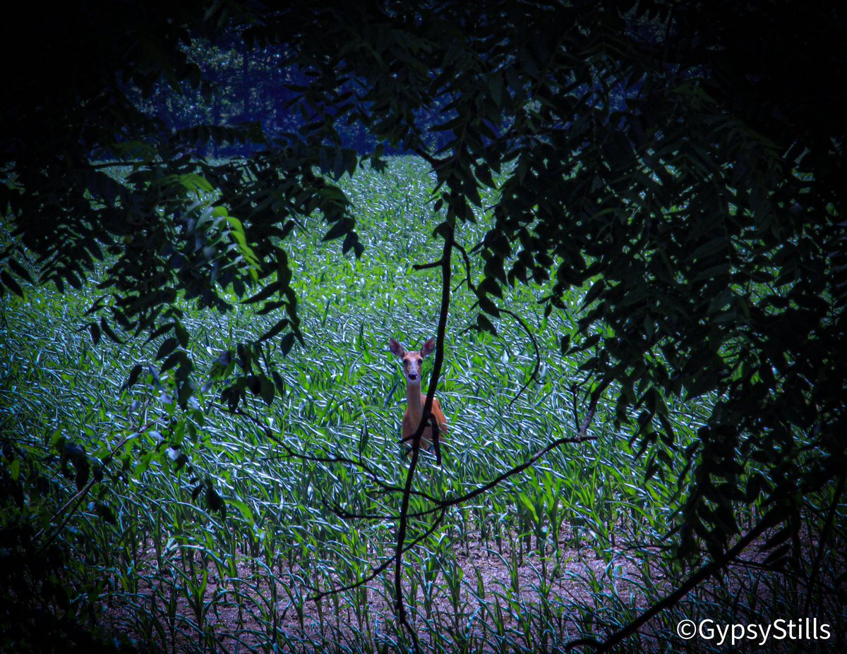 GypsyStills's tweet photo. #deer #whitetaildeer #thruthetrees https://t.co/c6A4VX7l6A