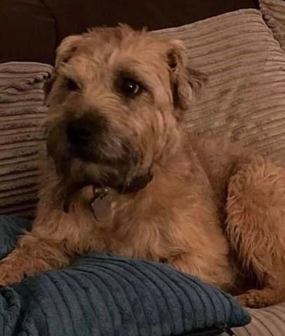 <a href="/RachaelB100/">Rachael</a> <a href="/MsTKIndeed/">TK</a> <a href="/thomp918/">ThomEss</a> <a href="/blacklab115/">Amber</a> <a href="/KBeanbag/">Ned the Gangsta Border Collie 🤜🤛👊</a> <a href="/thedogfinder/">Dog Finder 💙</a> <a href="/DogLostUK/">DogLost</a> <a href="/sharonwrdl/">Sharon</a> <a href="/HunnyJax/">#whereAREyouPebbles</a> <a href="/LisaLisaw1/">Lisa</a> <a href="/TinaTowers3/">Tina Towers</a> <a href="/gelert01/">GG01</a> 

#findBucky 
TWITTERSTORM 8-9pm 26/6/22 
SUNDAY 🆘🆘🆘🆘🆘