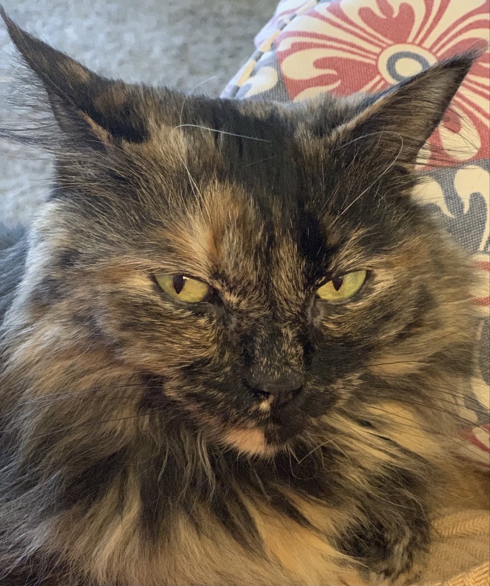 62cinmar's tweet photo. I am not a-mewwwsed. 
#RadicalRightSCOTUS 
 #catsjudgingthesupremecourt https://t.co/MFuO4mZnrD