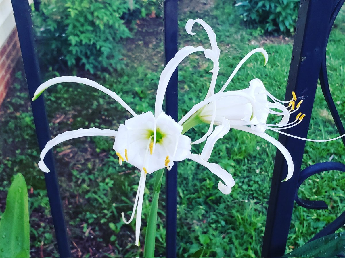 padellie's tweet photo. Ismene Sulphur Queen (aka Sulfur Queen Spider Lily) #CurrentlyInBloom #SulfurQueenSpiderLily #Flowers #Blooms #GrowWhatYouLove #LoveWhatYouGrow https://t.co/8lyfvnvdWv