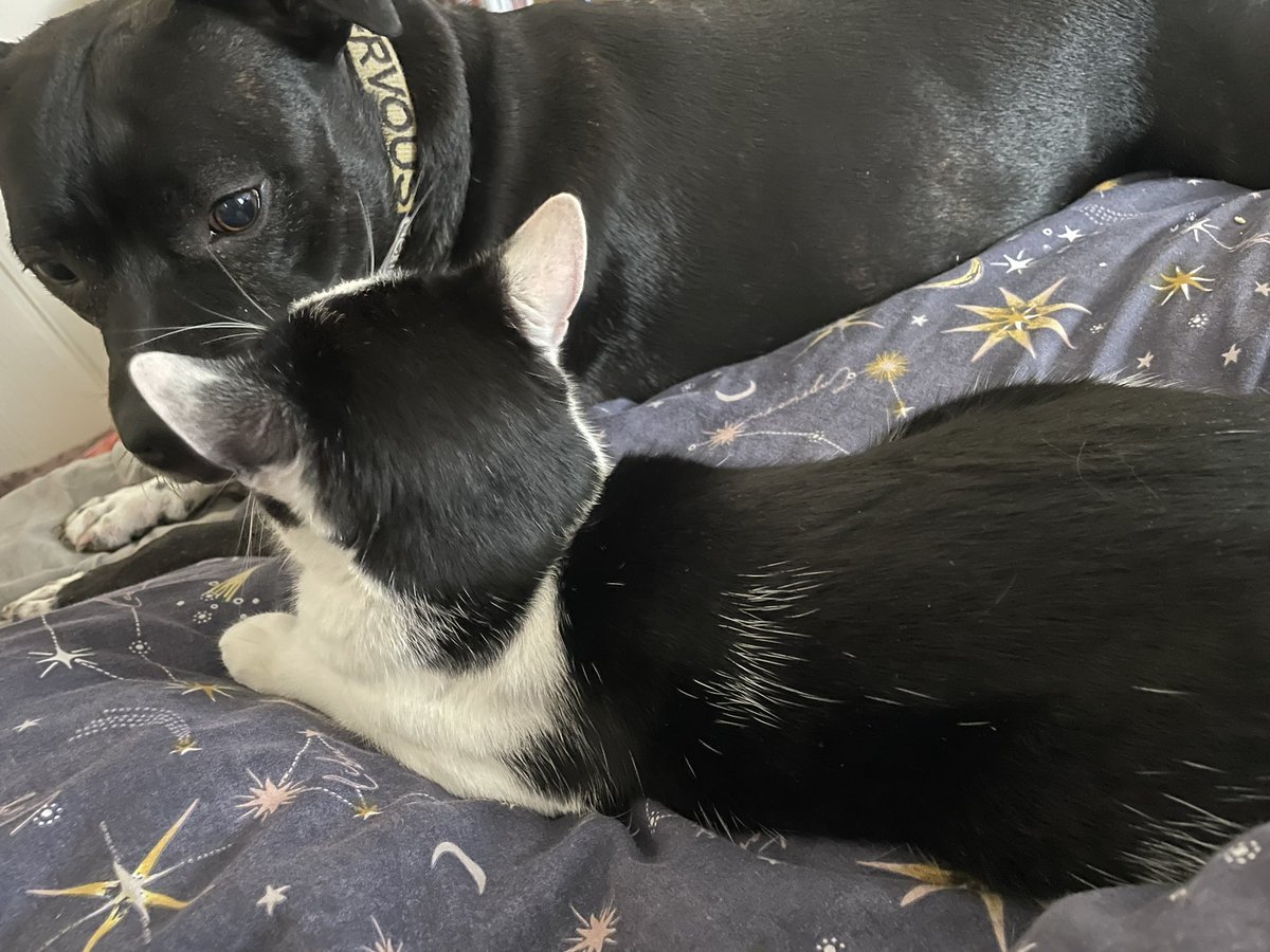 Pepsiandco's tweet photo. The kitty is back!!  The kitty is back !! https://t.co/Fz5mLHxyI6