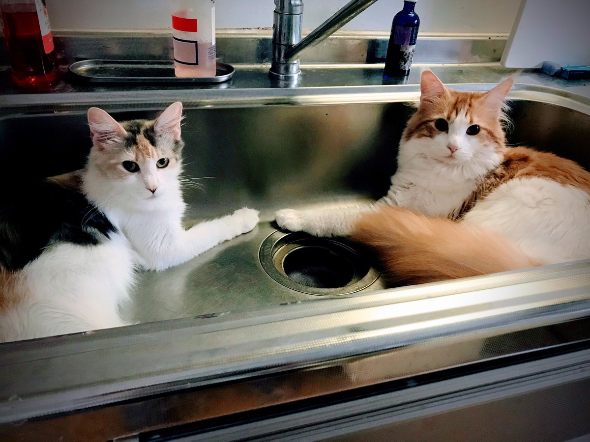 cattery_funfun's tweet photo. 昨日は暑かったね〜
まだ6月というのに😅

確かに冷たくて気持ち良いかもね(  •̀ᴗ•́ ) ̖́-

#funfun
#猫のいる暮らし
#ﾈｺ https://t.co/DG7ZSY5qA5