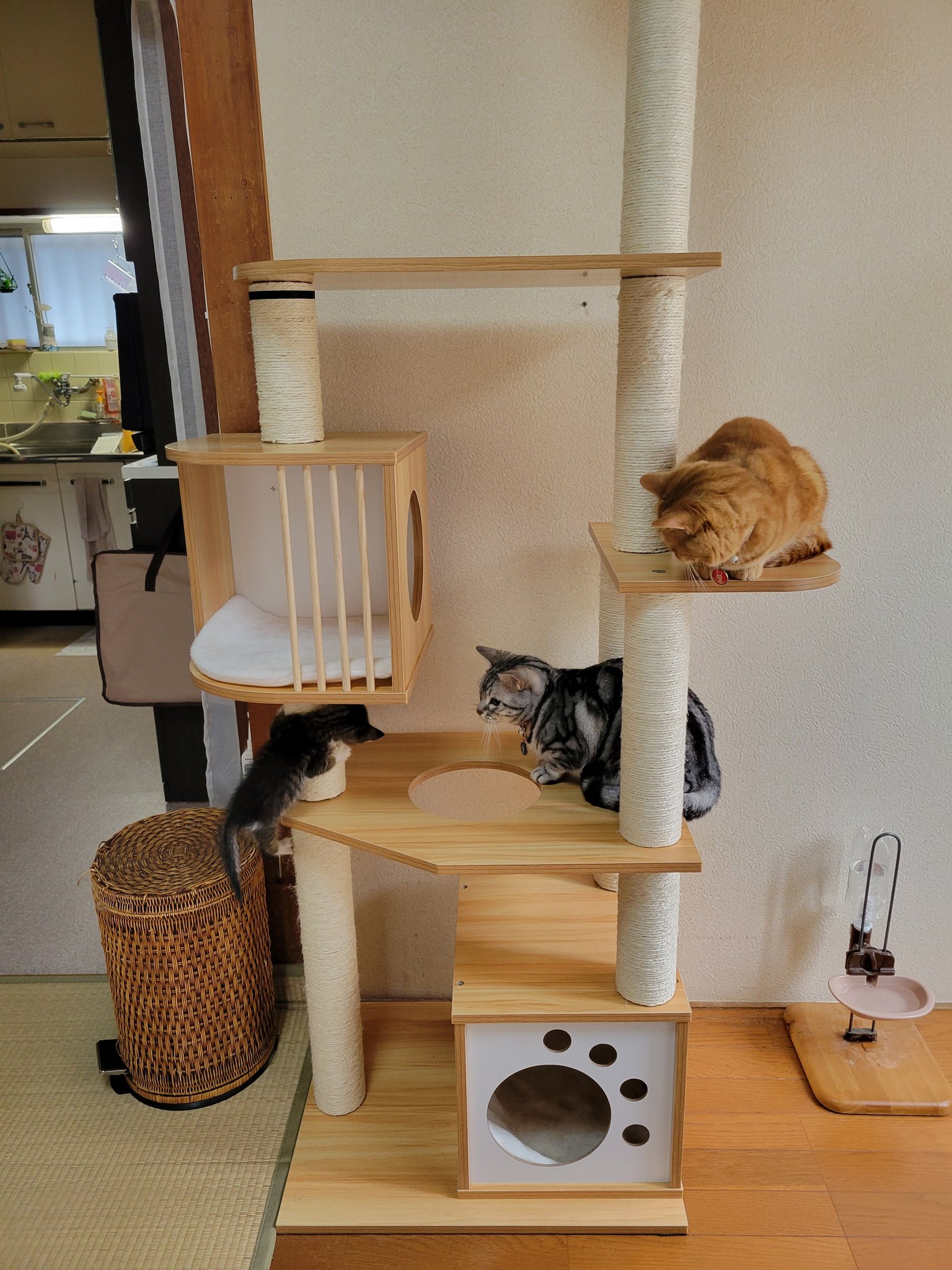 柴２猫３ときどき幽霊 Yfoncpdzdxwgaym Twitter