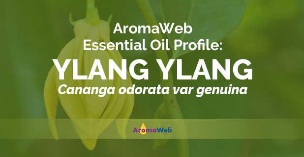 AromaWeb's tweet photo. Ylang Ylang Essential Oil is AromaWeb's Essential Oil Profile of the Day. Learn about its aroma, uses, and safety info by clicking this link and viewing the full profile on AromaWeb: https://t.co/eHMiCW523q #aromatherapy #essentialoils #essentialoiltherapy #ylangylang https://t.co/WsVjs26Xfb