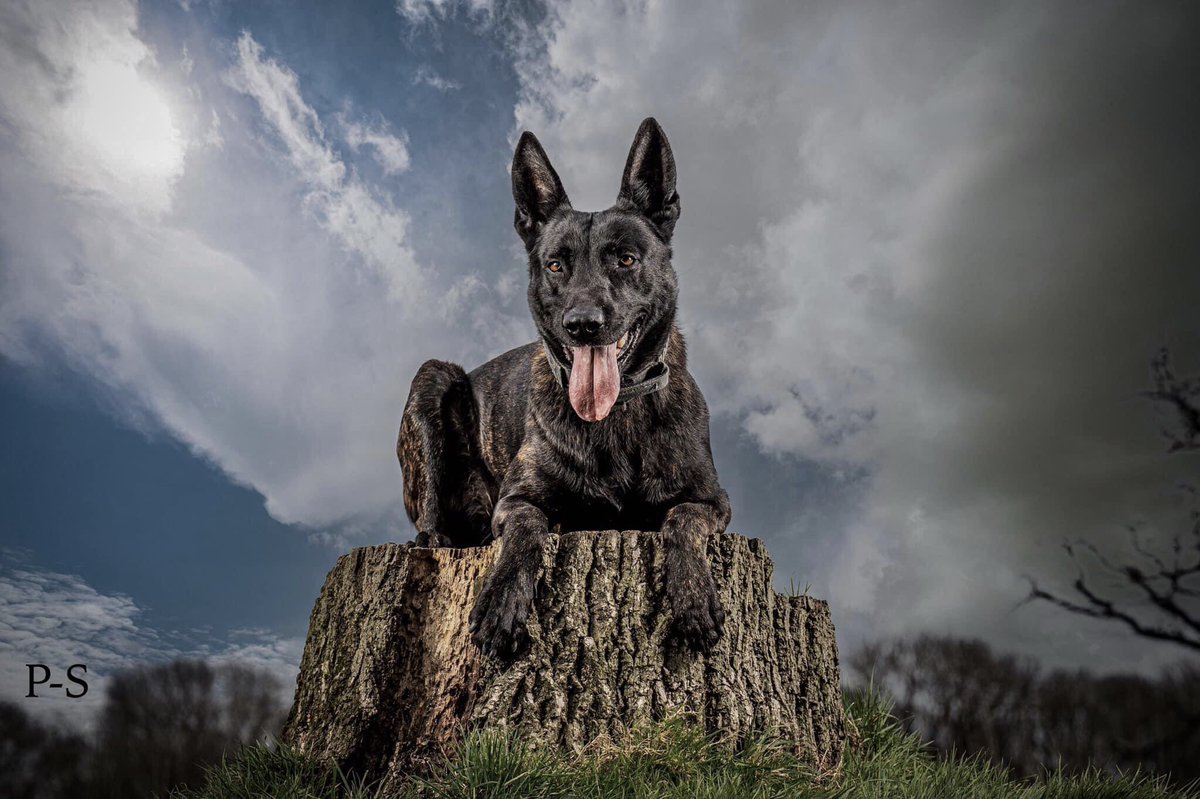 Forest_K9's tweet photo. Following a large fight involving 8 offenders, 2 of whom assaulted a local Sgt and ripped his radio off. PD Boris closed down and detained the 2 males who thought they could make off across a wheat field #offtocustody https://t.co/CzNzrCu5oK