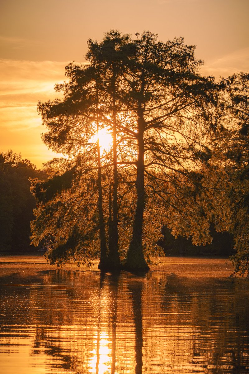 QuintonYingling's tweet photo. @KSivachukArt From trap pond state park, Delaware https://t.co/V3WtMi9Fog