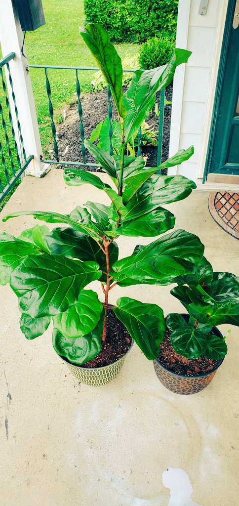 VioletVmariej4's tweet photo. Just fiddling around.  #plantmom #fiddleleaf ❤️ https://t.co/4OhTVSnTwH