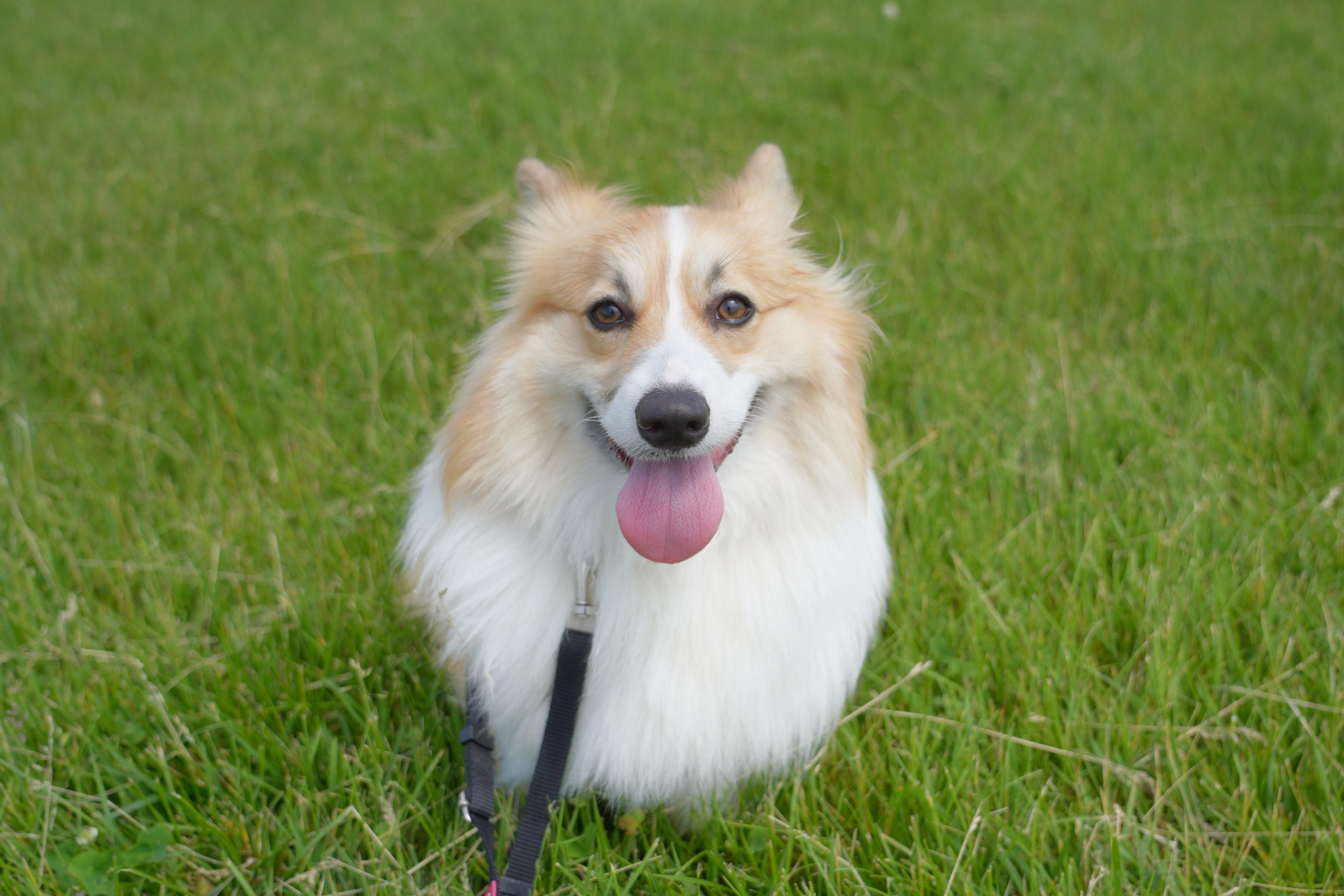 コーギー犬もこすけ りくまる おさんぽ嬉しいマン T Co Qmqdigietq Twitter