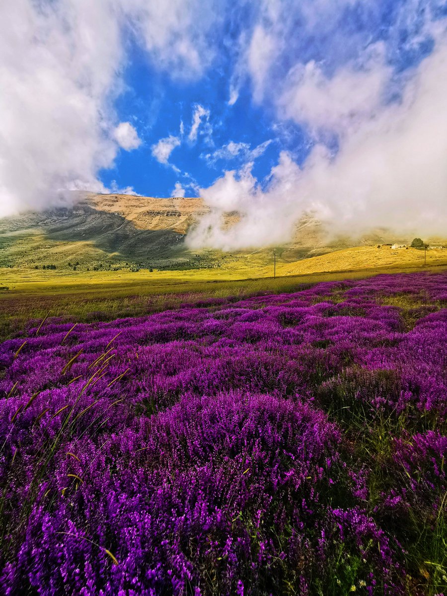 #صباح_الخير من #الأرز ❤️
#لبنان