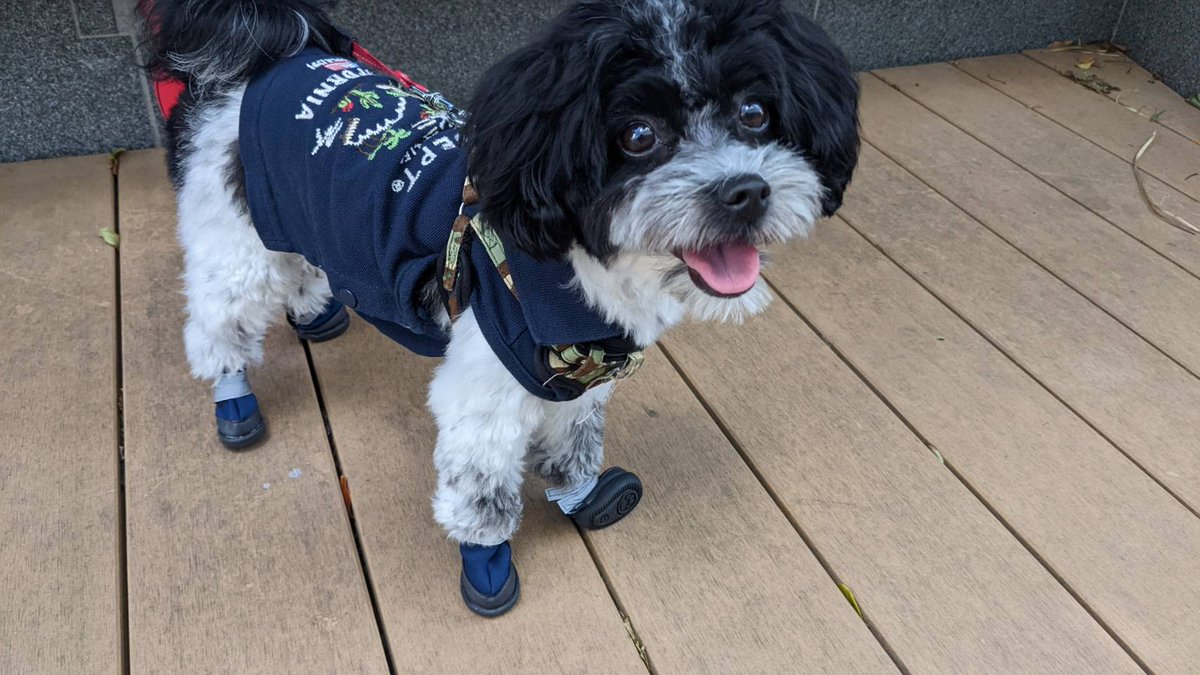 暑いので靴装備！！