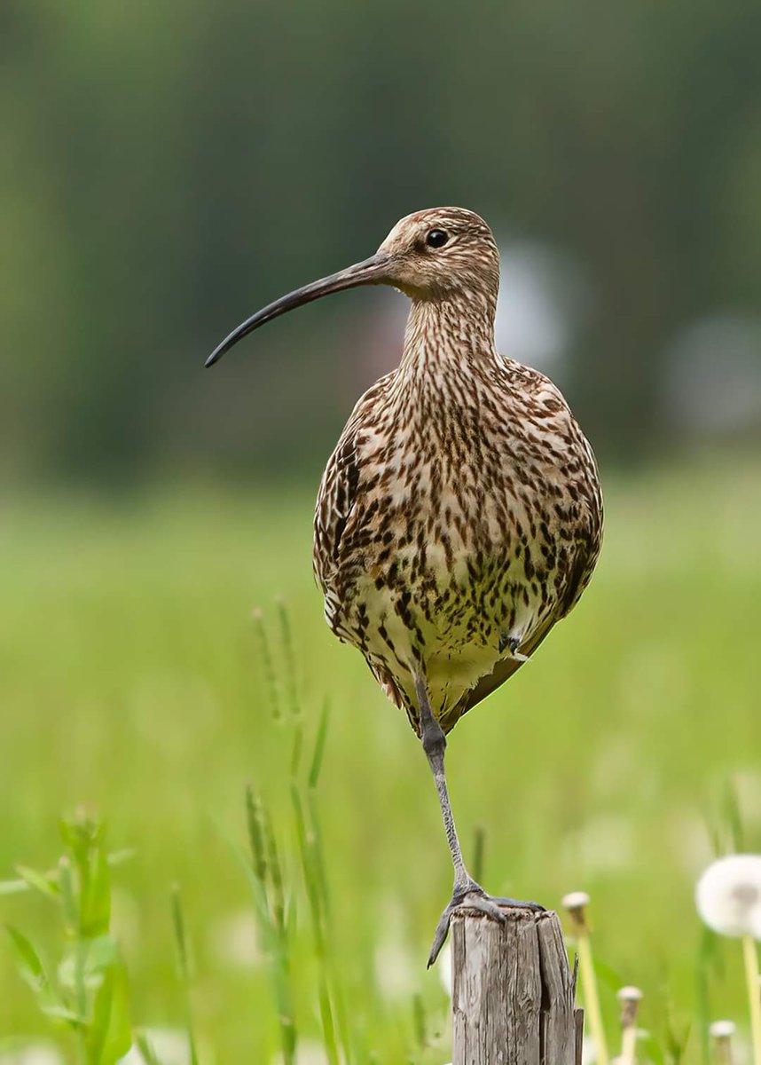 Juhla tai arki; kuovin velvollisuudet ja huoli poikasista jatkuvat ympäri vuorokauden #kuovi #luonto #kesä#luontokuva