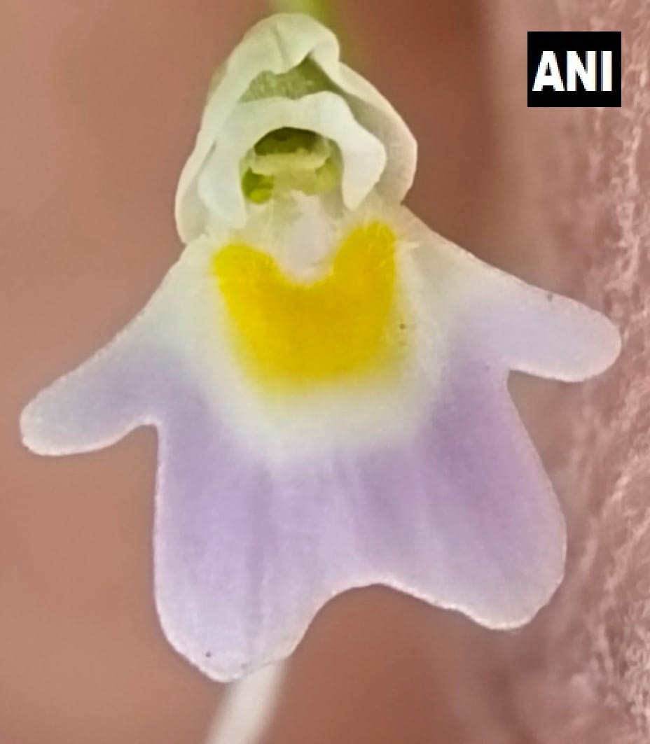 ANINewsUP's tweet photo. Uttarakhand  | In significant finding, research wing of Uttarakhand Forest department discovered rare carnivorous plant Utricularia Furcellata, in Mandal valley of Chamoli. This is 1st such recording in entire western Himalayan region said Chief Conservator of Forest (Research) https://t.co/ewX4zPRgGP