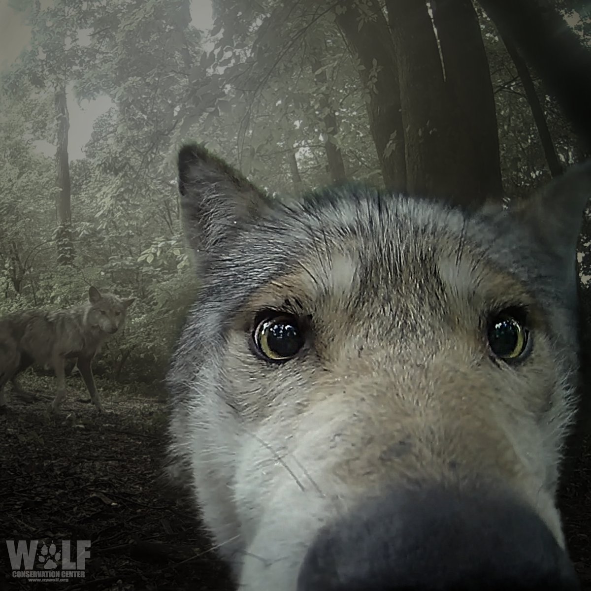 Wolf Conservation Center 🐺 tweet media
