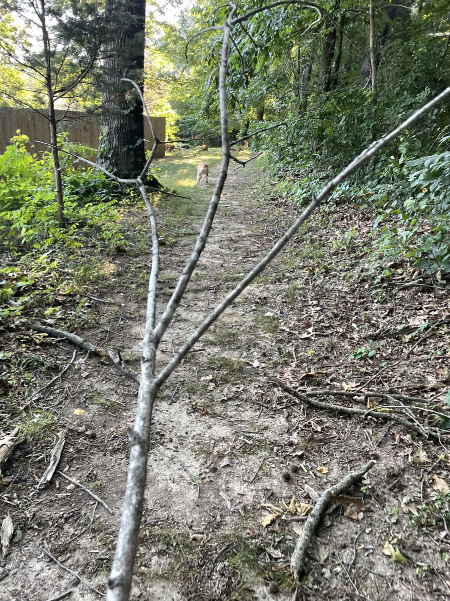 Anyone who walks trails in Mid Tenn knows why I walk with a 3 prong branch in front of me😂 #trails #getoutside #Trekking