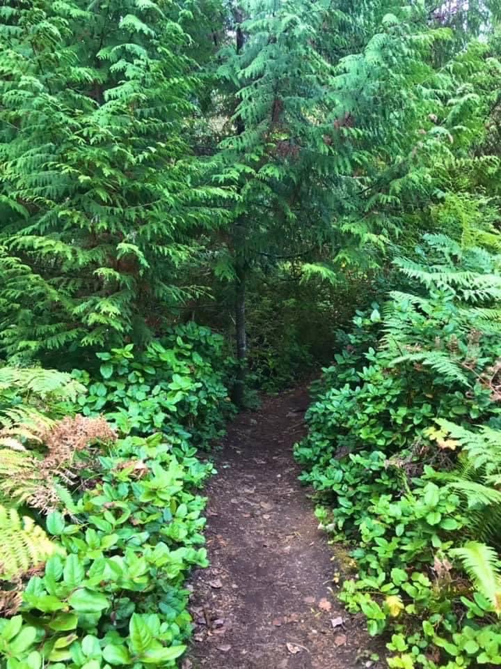 tinykarin's tweet photo. Into the green 
#forest #trees #nature https://t.co/5eq9LdGDdU