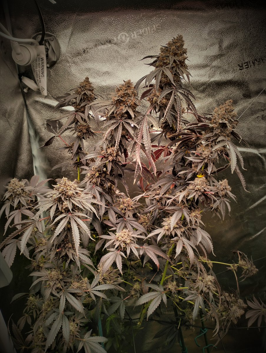 Girls are almost Done
#Mmemberville #CannabisCommunity #420community #SeaofBeam #Growmies #growyourown