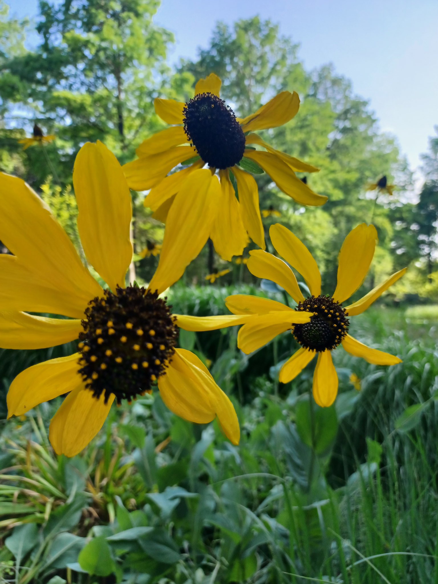 はなはな ひまわりに似たルドベキア 花言葉 正義 公正 T Co Zmdw8iyawp Twitter