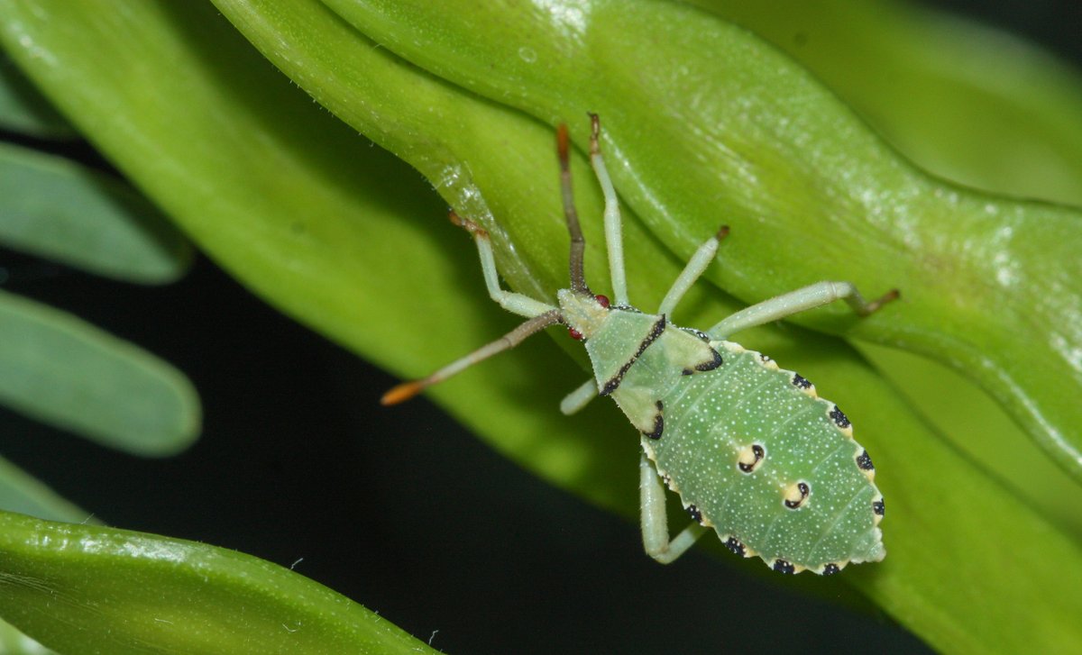 Though we are sad that #pollinatorweek is almost at close, don’t forget that you can observe, study and care for our important local pollinators all year round! 🐞 🐝 🦟

Check out the Environmental Protection Agency’s Pollinator Protection Initiative:
epa.gov/pollinator-pro…