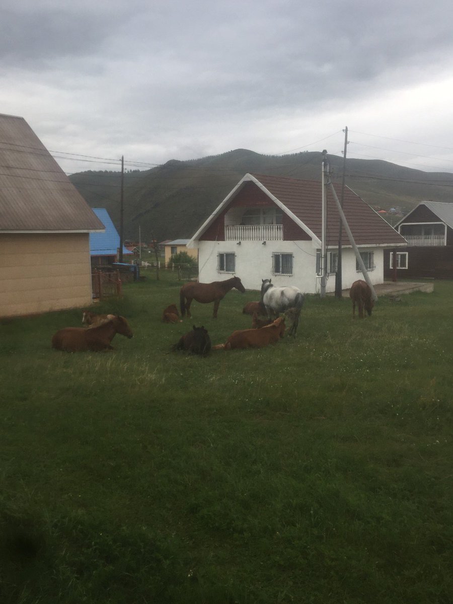 Энэ хэд хашаанд орж ирээд л, бүр хоноод л, одоо гэрт орж ирэх нь 😍😍😍