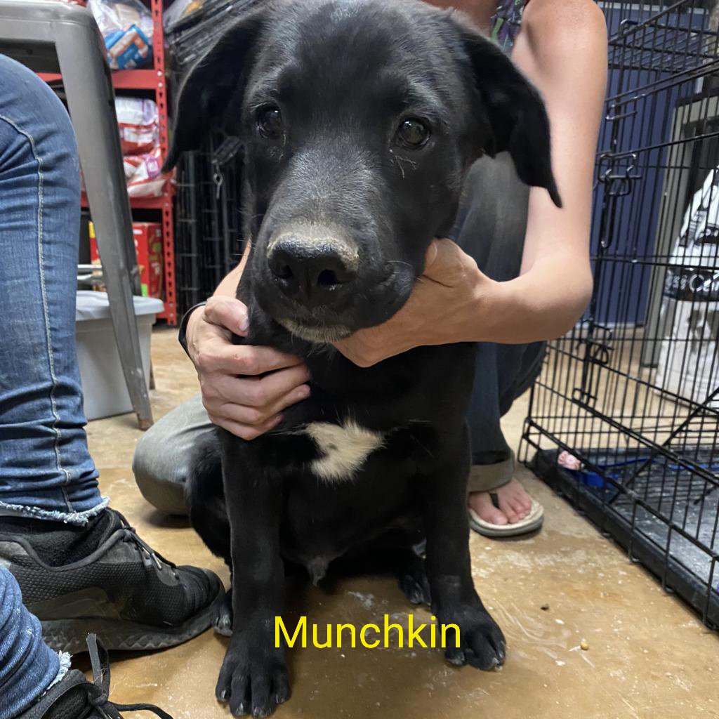 AmarilloPanhandle Humane Society (AphsHumane) / Twitter