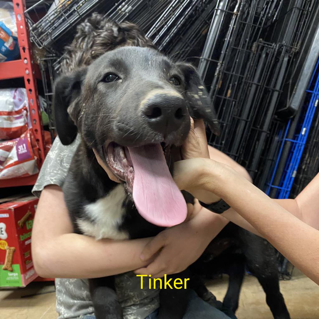 AmarilloPanhandle Humane Society (AphsHumane) / Twitter