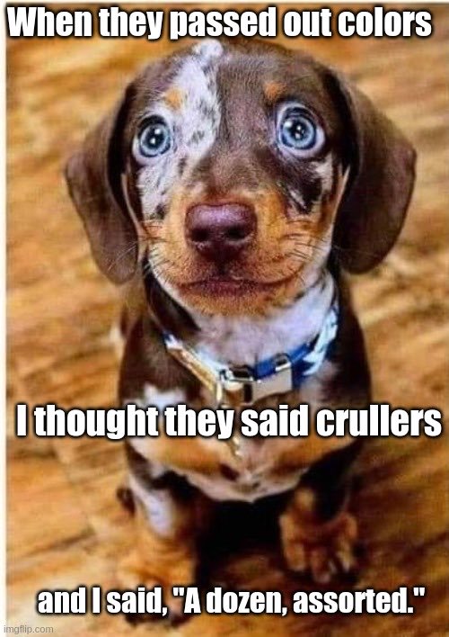 Weenie Dogs ❤️ (@weeniedogs4life) on Twitter photo 