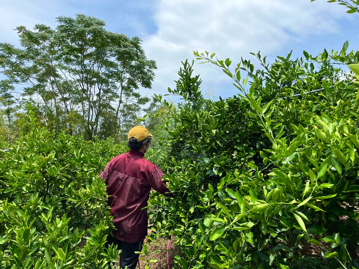 startfromzero23's tweet image. 今日も元気に防除です！🦗

早朝からやってますが、日が登ってきました☀️

#みかん
#農家