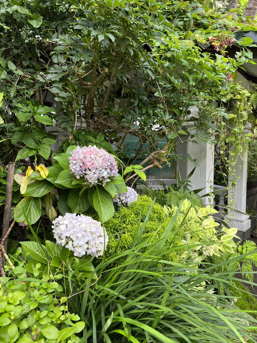gita_mathew's tweet photo. Minnie Aumonier: “When the World wearies and society fails to satisfy, there is always the garden”
Blessed Sunday Everyone ♥️🙏🏼
#Hydrengeas 
#MissU 
@Silvaback7 https://t.co/LcvNuTtQcb