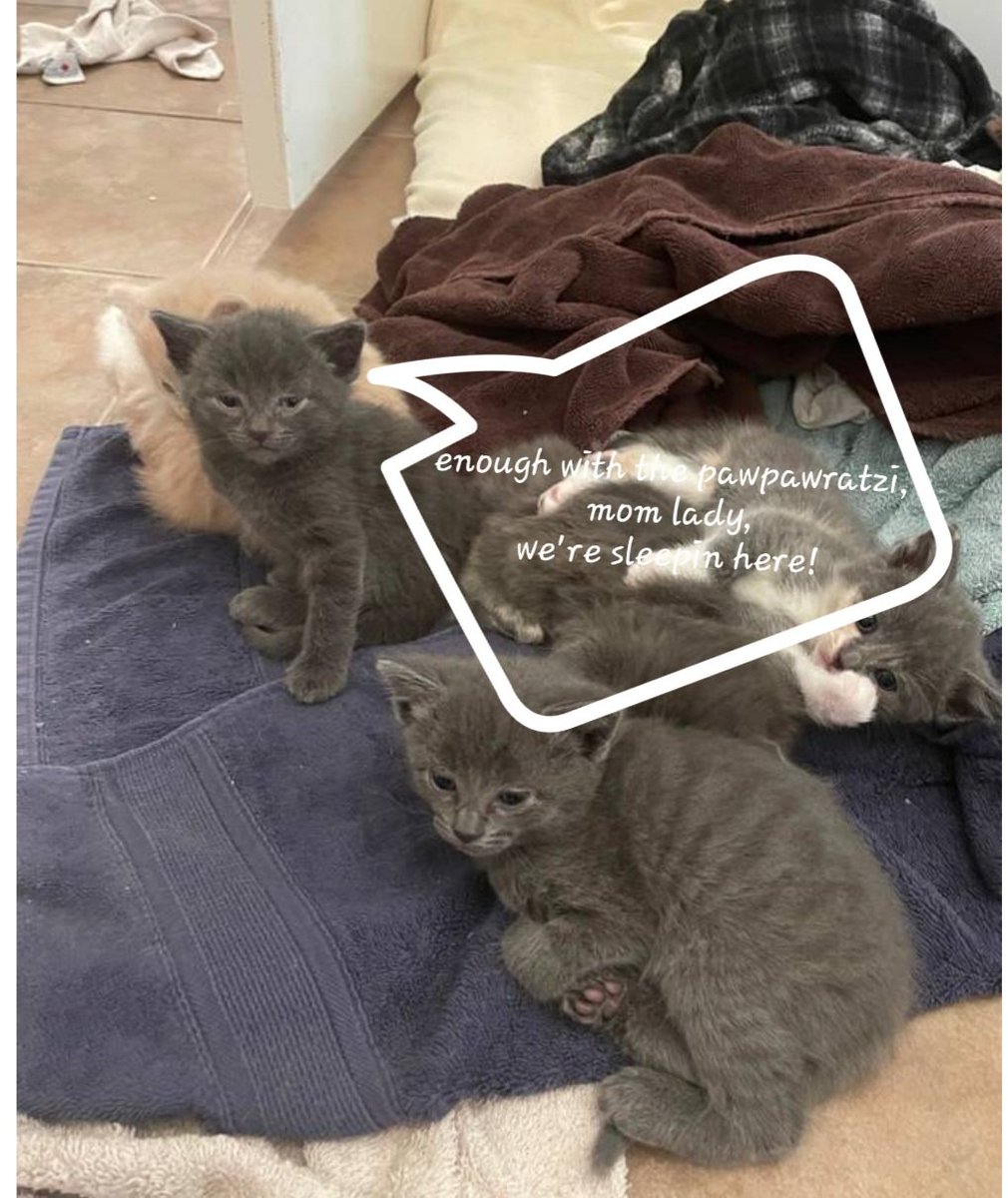 lscorpio99's tweet photo. It happened. I had a baby! A fur baby!!
My older boy needed a new best friend, & I knew this guy was the one in his first pic, mean muggin the camera. Ferds & the baby are gonna be besties!
Just need a name for the lil guy. Suggestions?
#caturday #kitten #namethatkitten https://t.co/7D6QgUGya0