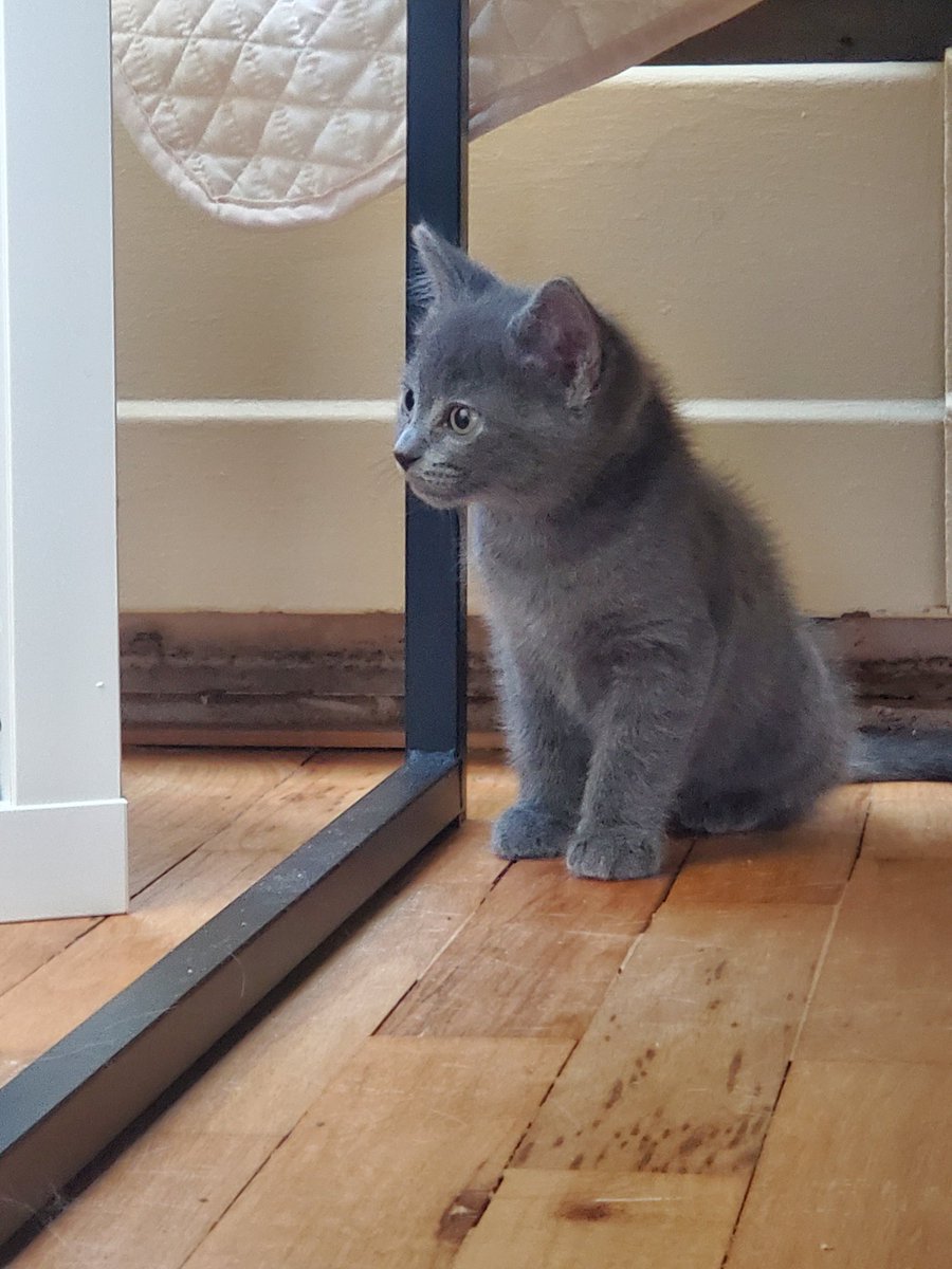 lscorpio99's tweet photo. It happened. I had a baby! A fur baby!!
My older boy needed a new best friend, & I knew this guy was the one in his first pic, mean muggin the camera. Ferds & the baby are gonna be besties!
Just need a name for the lil guy. Suggestions?
#caturday #kitten #namethatkitten https://t.co/7D6QgUGya0