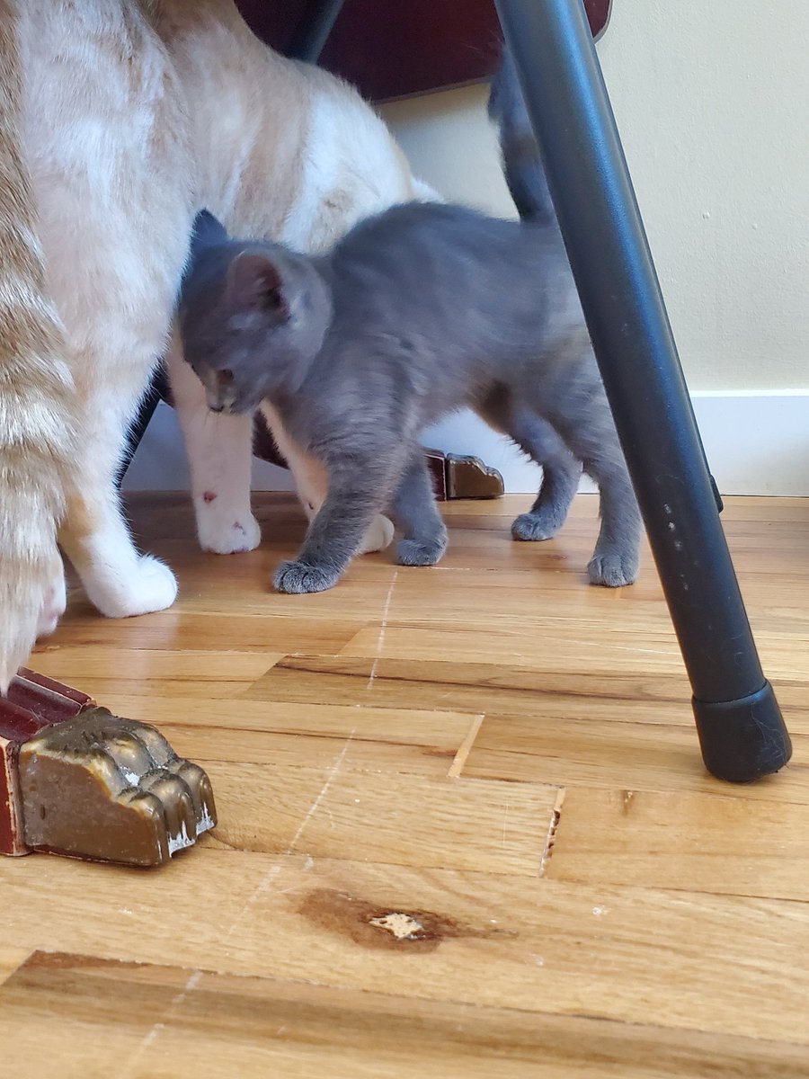lscorpio99's tweet photo. It happened. I had a baby! A fur baby!!
My older boy needed a new best friend, & I knew this guy was the one in his first pic, mean muggin the camera. Ferds & the baby are gonna be besties!
Just need a name for the lil guy. Suggestions?
#caturday #kitten #namethatkitten https://t.co/7D6QgUGya0