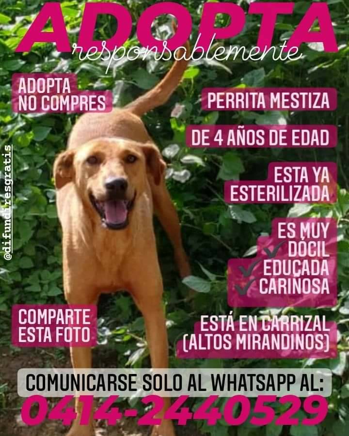 PerroUsuario's tweet photo. Hermosa princesa #BuscaHogarResponsable Carrizal - Altos Mirandinos https://t.co/wGlBW7oUJR