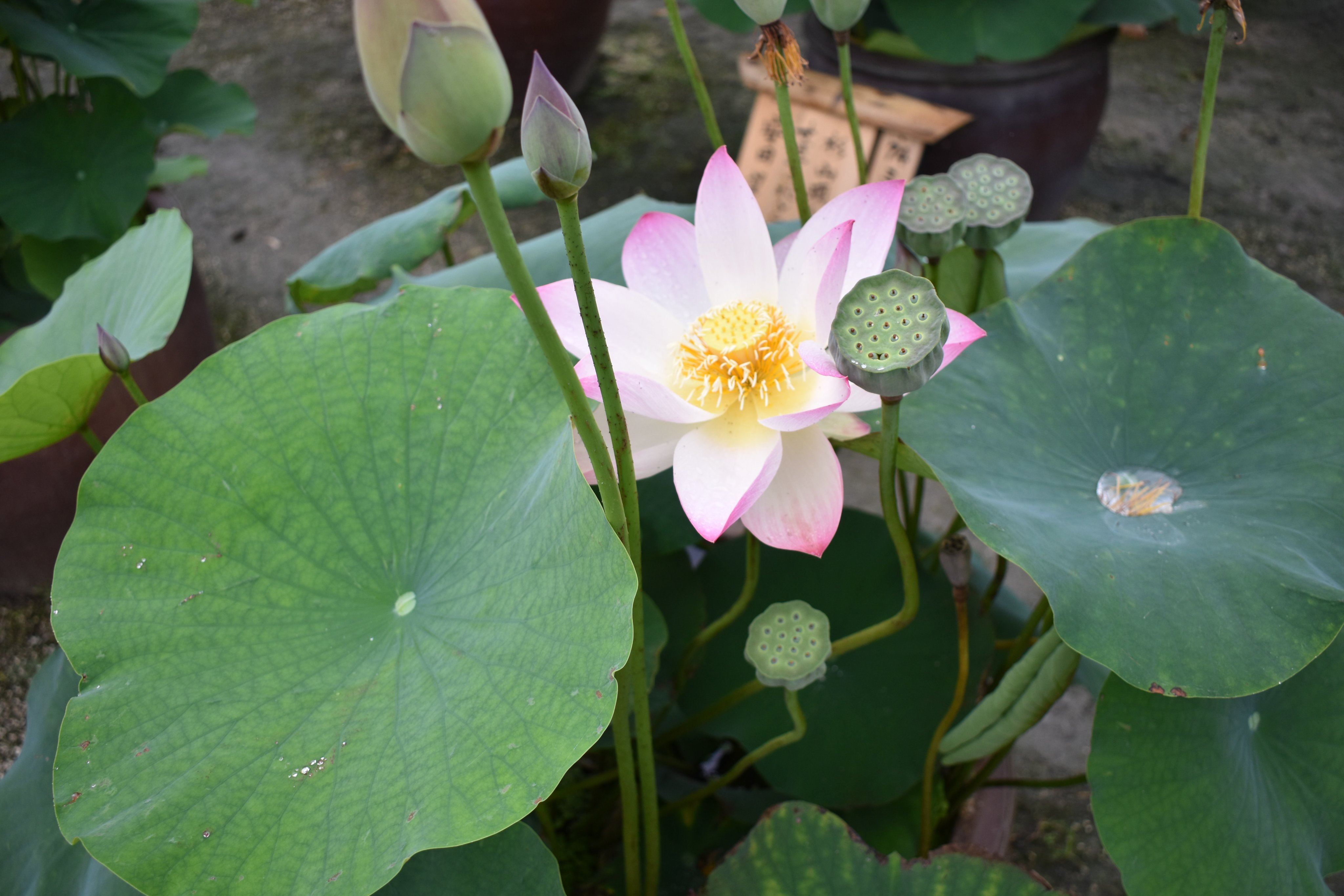 Flower Photo Pa Twitter ハス ハス科ハス属 スイレンは葉っぱに切れ目があるけど ハス にはありません 花が終わった穴が ハチの巣 に見えることから はちす 古語 ハスになったといわれています 根っこはレンコンです 花 53 花写真 写真好きな人と