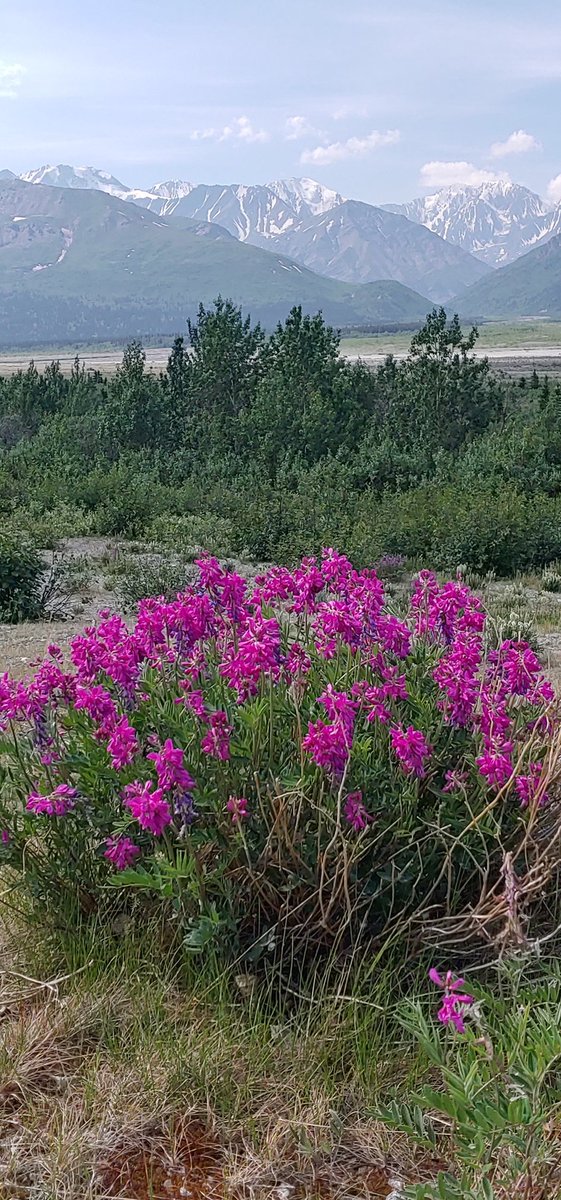 gage_teri's tweet photo. Good night from the Land of the Midnight Sun .... #Alaska #neverdark https://t.co/zrCr4eB9QC