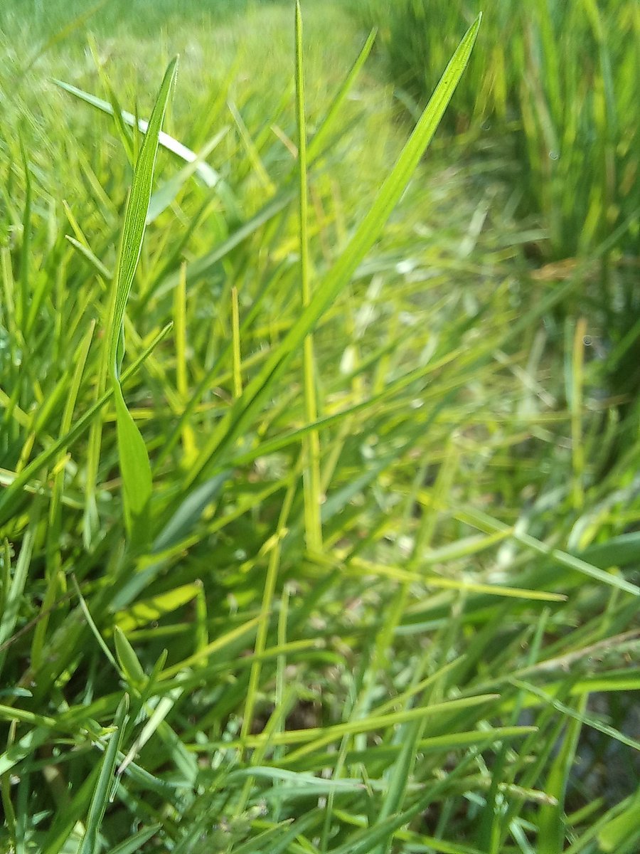 Shubha Raviwar. Today we are not going to see a very rare plant.
Which abundantly available on ground. 
But the thing is we are rarely looking  on this one Dhruva grass |Arugampul I Garikagaddi | Karuka | Bermuda Grass. 

Durva grass is considered very sacred and most favourite