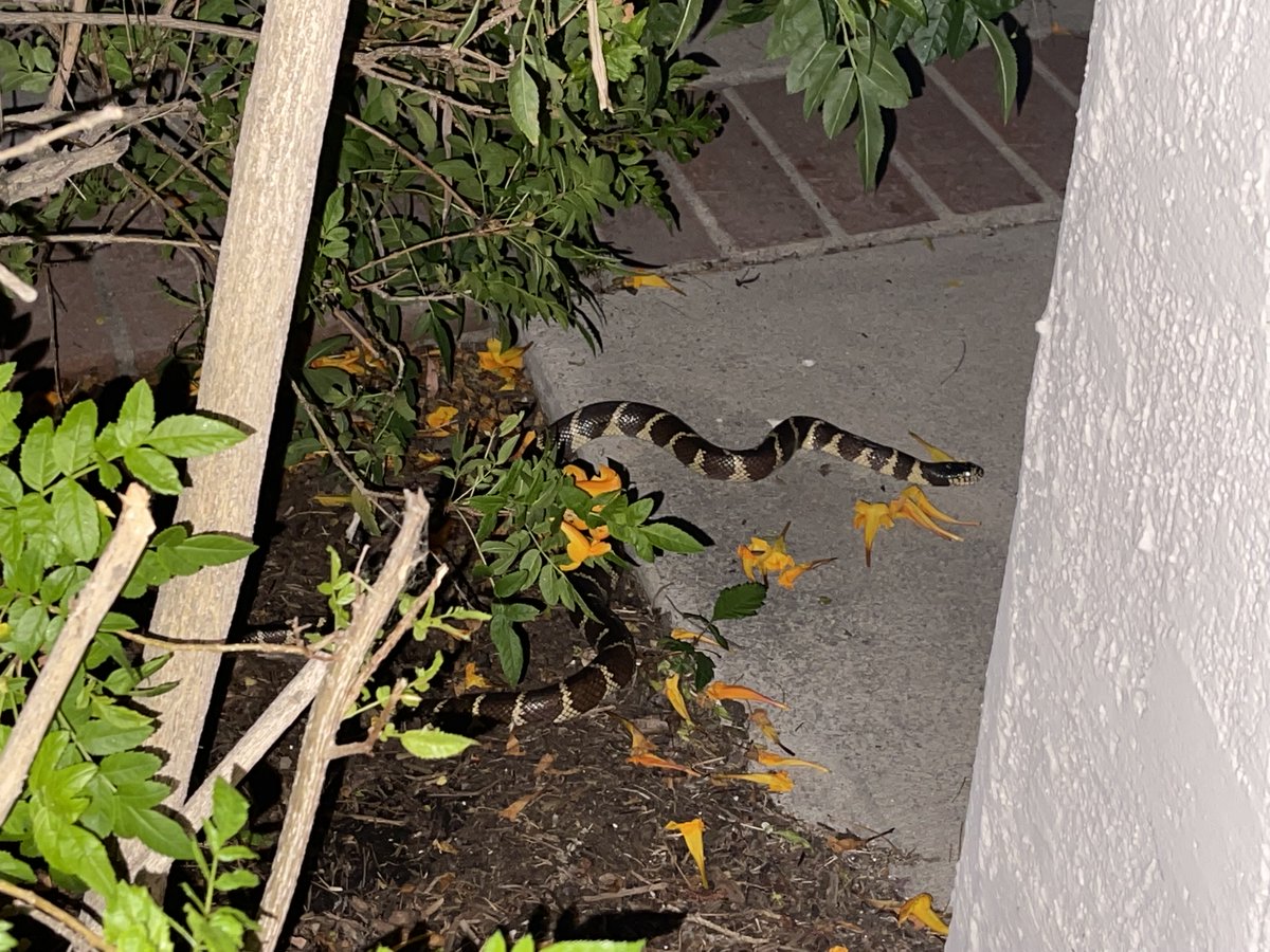 TALlama's tweet photo. This friendly fellow visited our garage today. He did not like it when I accidentally stepped on him. I did not like it either. https://t.co/FaWaWoMiMI