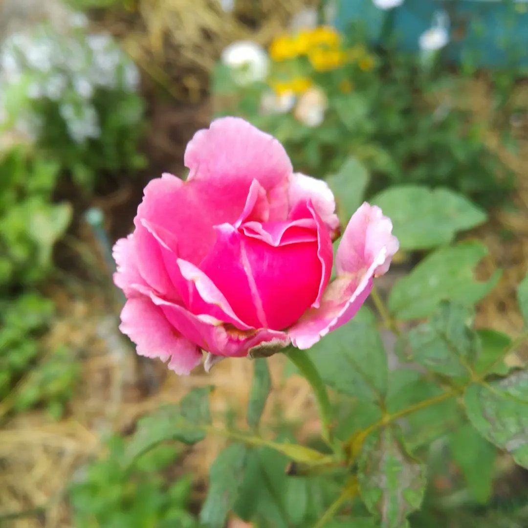 Deadlydoll66's tweet photo. My roses today 🌹
#ConstanceRose #ToffeeRose #KaleidoscopeRose #deadlydoll_plants https://t.co/tz9TbNOA7t